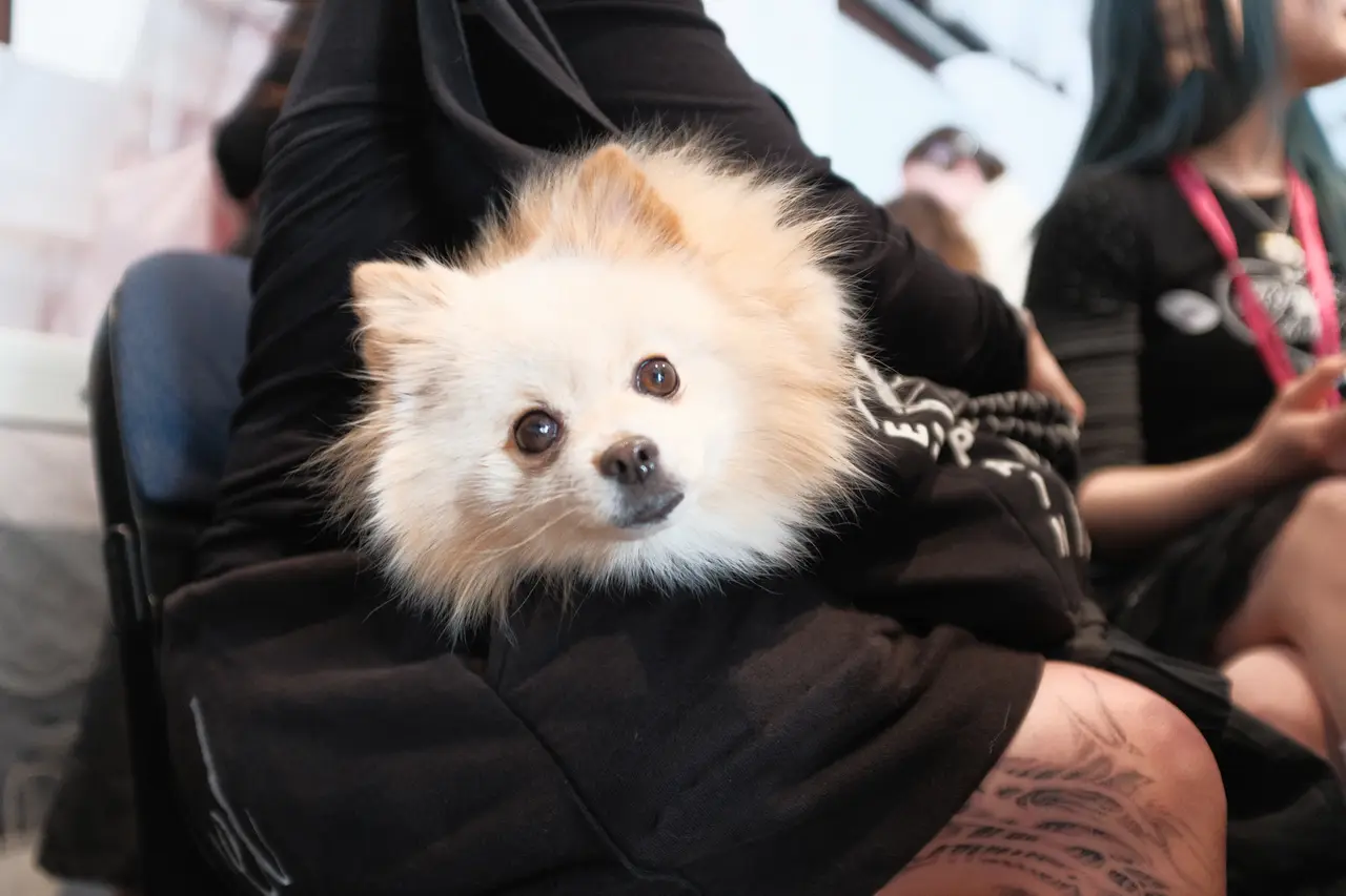 street snaps - event photo 69